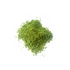 Matcha on white background