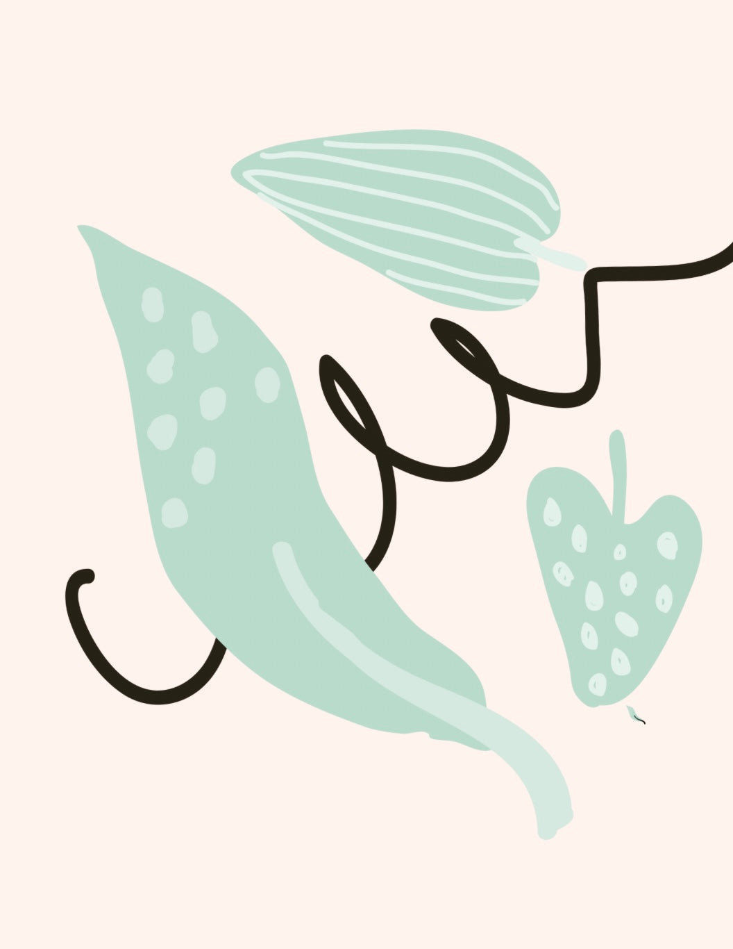Matcha Products