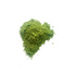 Matcha on white background