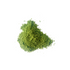 Matcha on white background